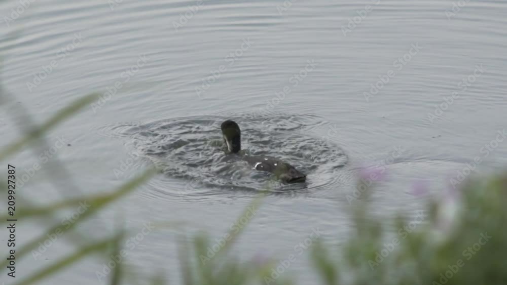 Eurasian Coot (Meerkoet) Diving to Feed in Slow Motion (120FPS) Eurasian Coot (Meerkoet) Diving to Feed in Slow Motion (120FPS)