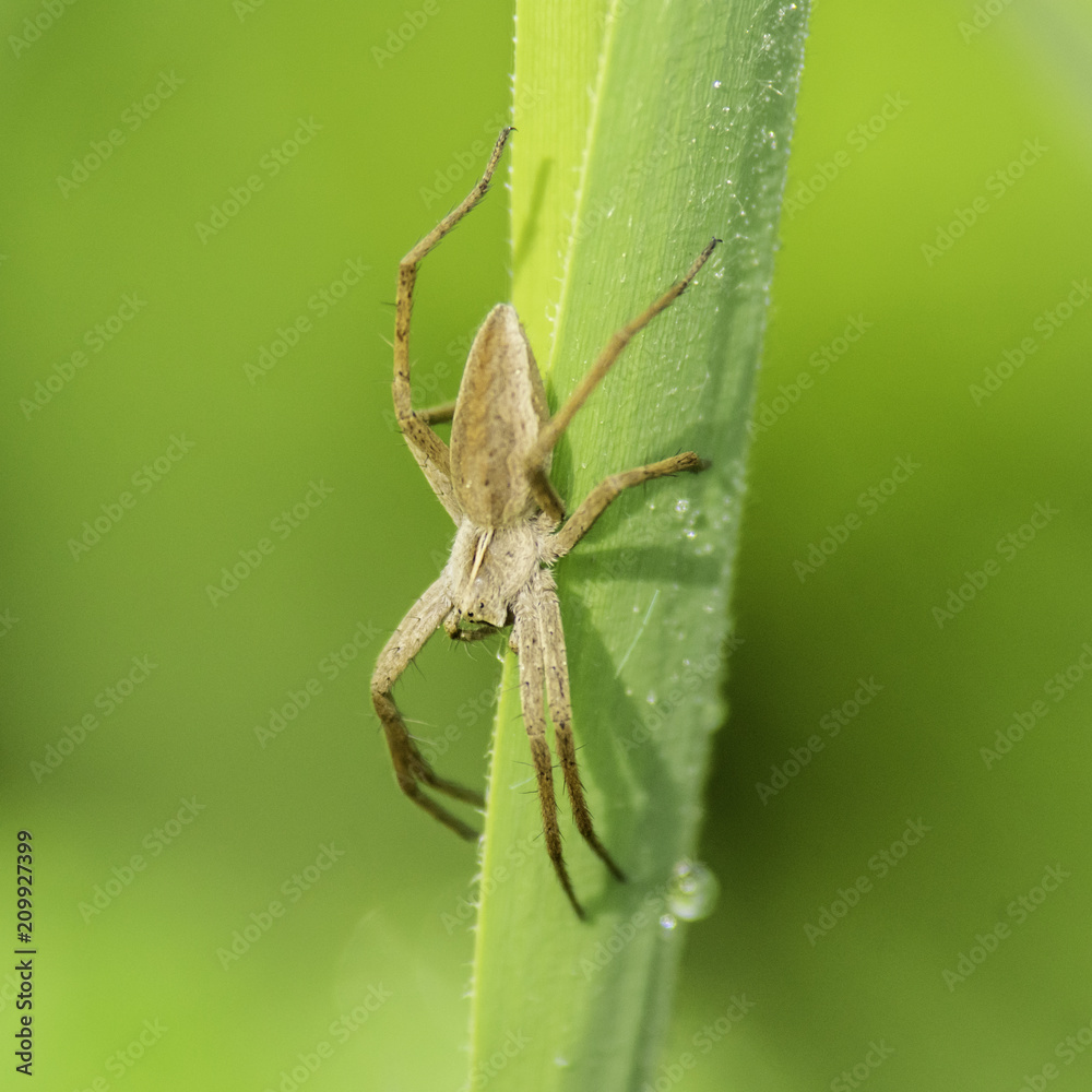 Insectes du marais de Montfort - Grésivaudan - Isère. Insectes du marais de Montfort - Grésivaudan - Isère.