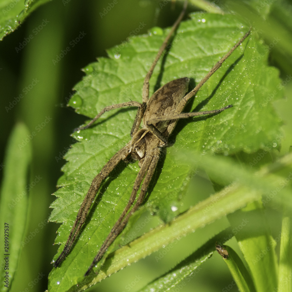 Insectes du marais de Montfort - Grésivaudan - Isère. Insectes du marais de Montfort - Grésivaudan - Isère.