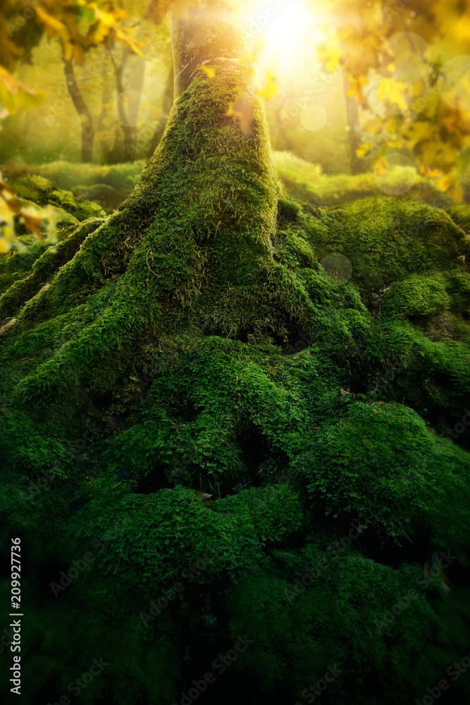 Obraz premium Głęboki magiczny las