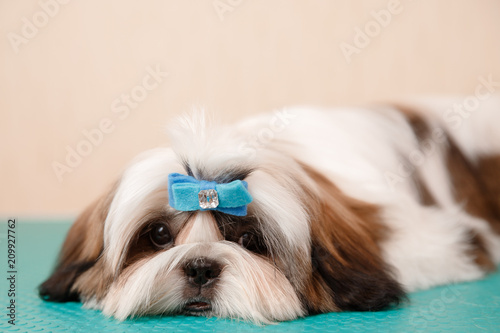 Shih tzu puppy dog sits on groomer table with hairpin adornment on his head © Parilov