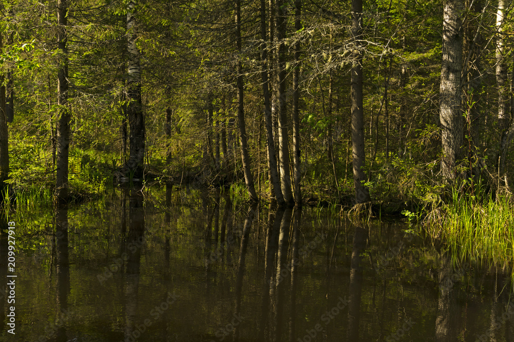 small shady forest lake with reflections of surrounding trees small shady forest lake with reflections of surrounding trees