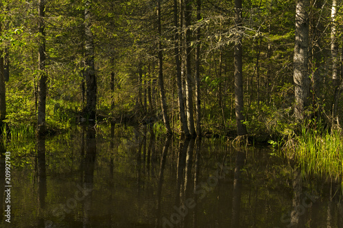 small shady forest lake with reflections of surrounding trees