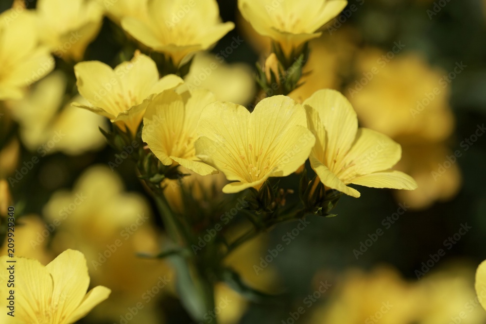 Fototapeta premium Golden flax (Linum flavum)