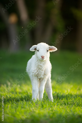 cute little lamb on fresh green meadow