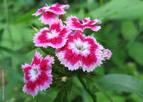 Pink dianthus barbatus flowers in the garden, closeup