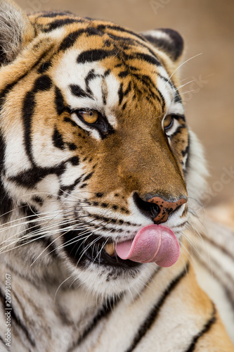 Close up of a Siberian tiger  Panthera tigris altaica .