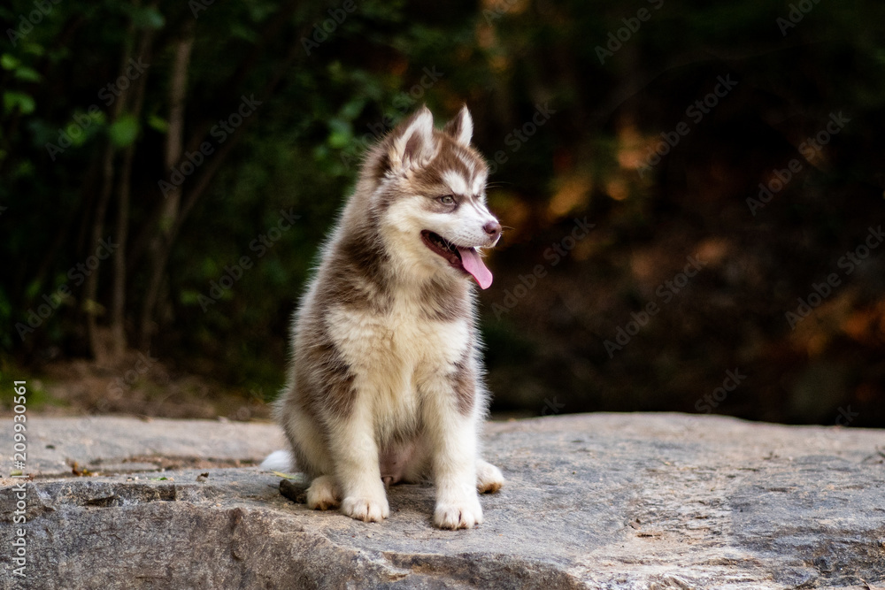 Obraz premium Dog_002