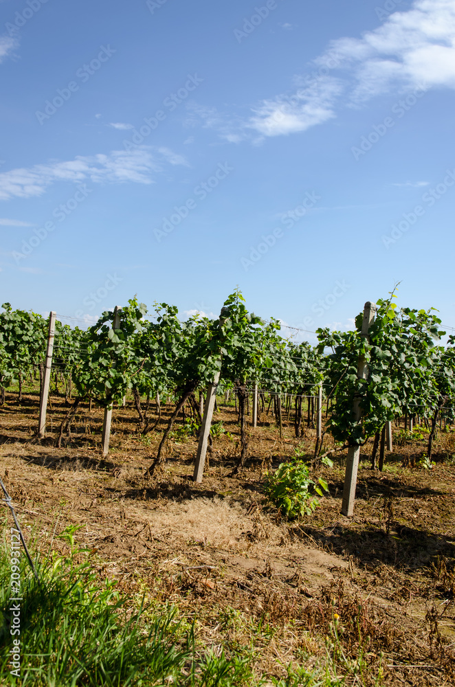 vineyard plants in row