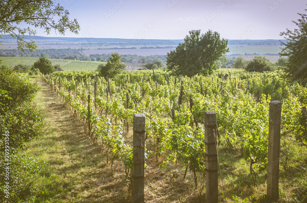 beautiful vineyard at sunny day