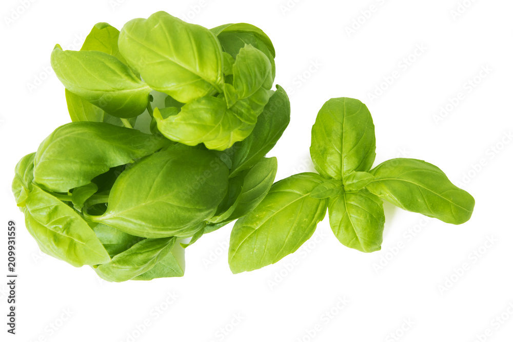 herbs and basil leaves isolated in white background herbs and basil leaves isolated in white background