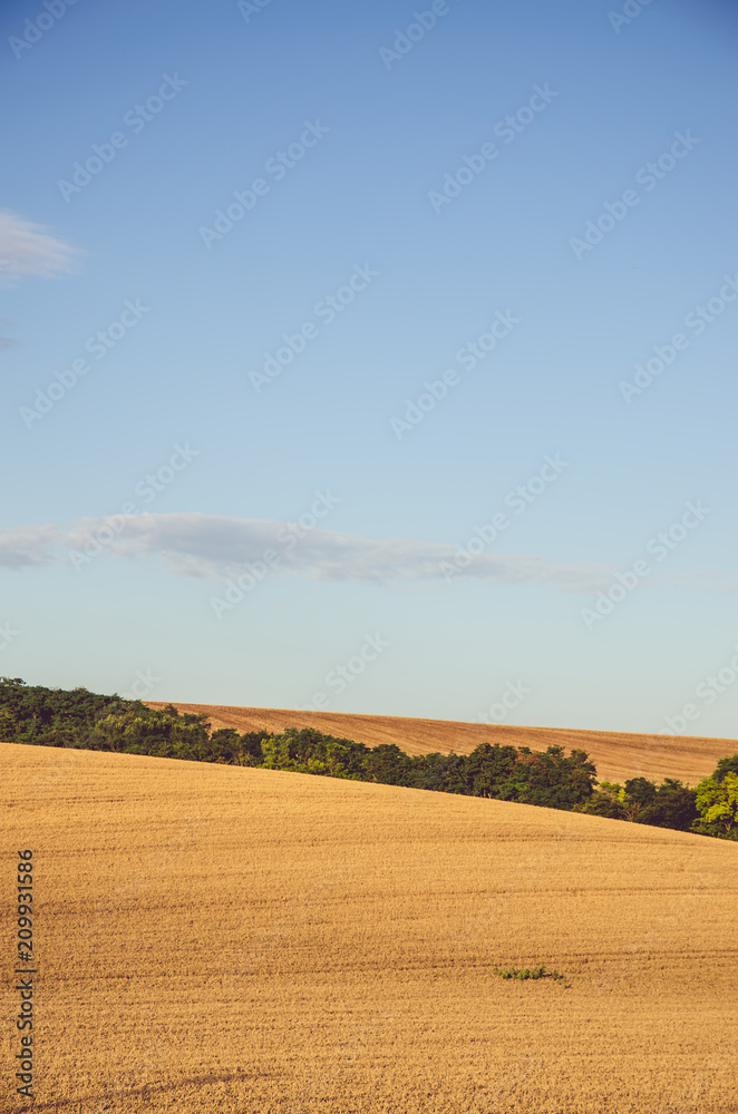Obraz premium golden wheath field meadow