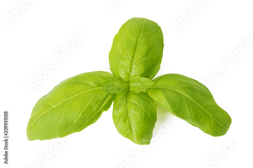 herbs and basil leaves isolated in white background