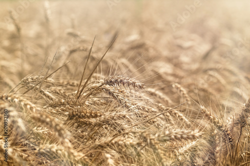 Beautiful wheat field  grain field in summer  time to harvest