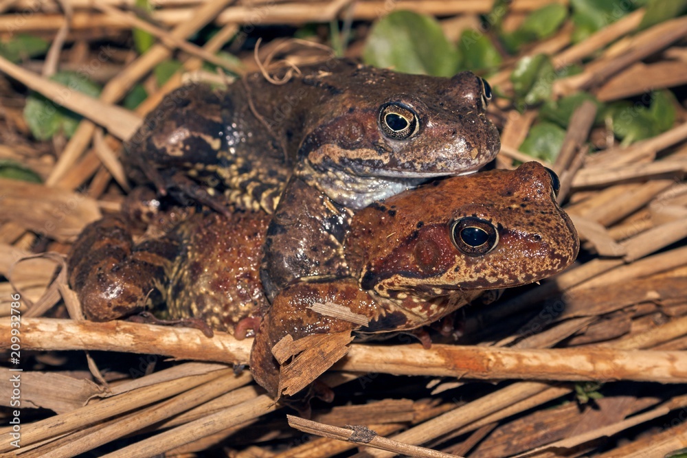 Fototapeta premium two frogs