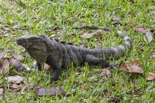 Black Iguana