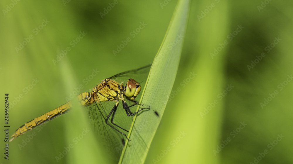 Insectes du marais de Montfort - Grésivaudan - Isère. Insectes du marais de Montfort - Grésivaudan - Isère.