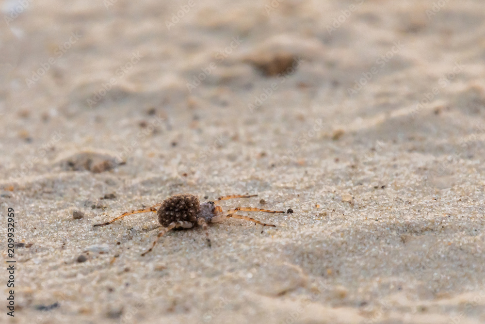 mother wolf spider or Lycosa singoriensis with a lot of babies on her back