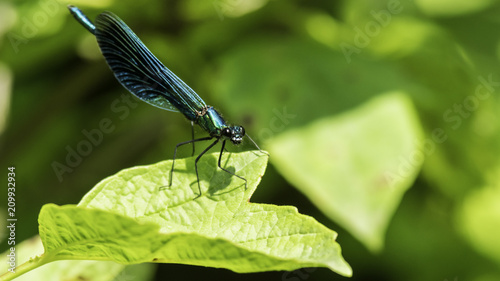Insectes du marais de Montfort - Grésivaudan - Isère. photo