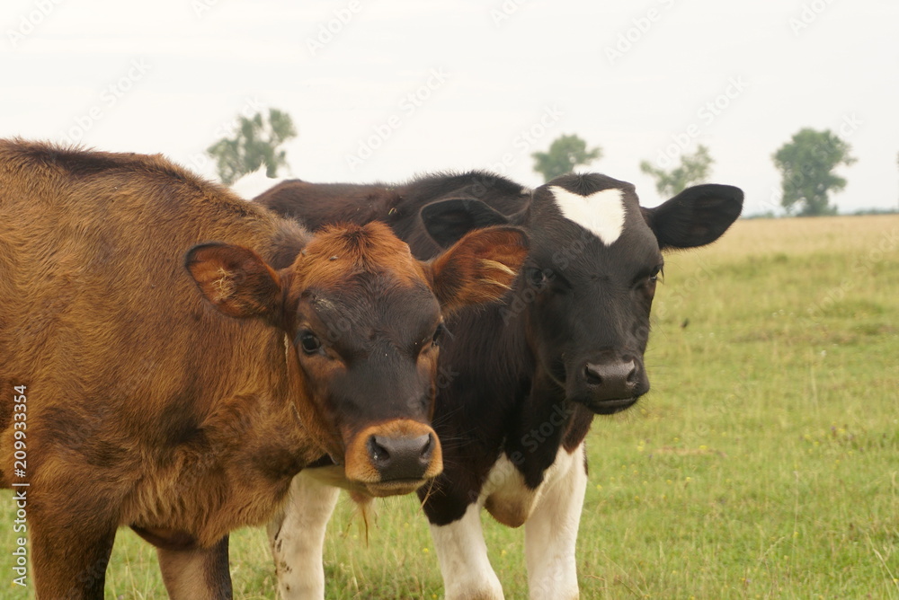 Two calves grazing on pasture