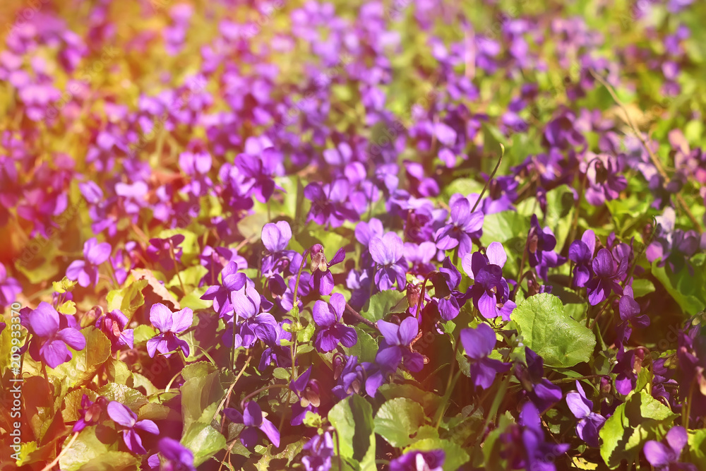 a blooming glade of violets. toned. natural background.