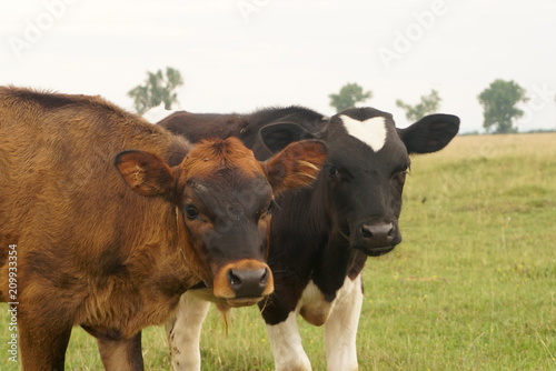 Two calves grazing on pasture