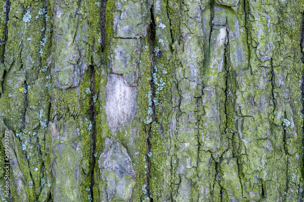 Texture of the green bark of a tree Texture of the green bark of a tree