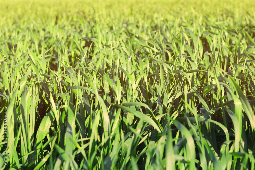 Fototapeta premium wheat plants on the field. toned. natural background.