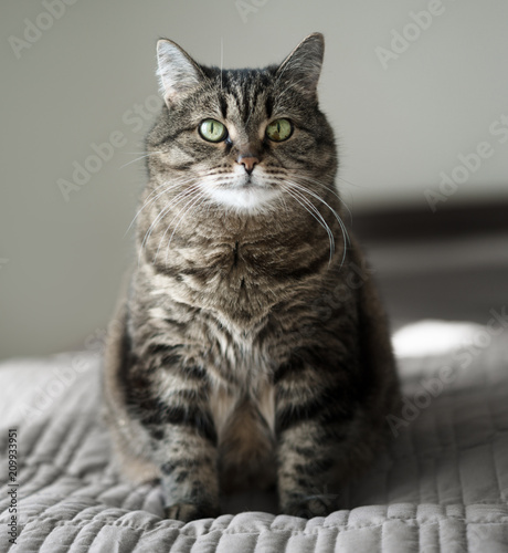 cat in sunny room on the bed