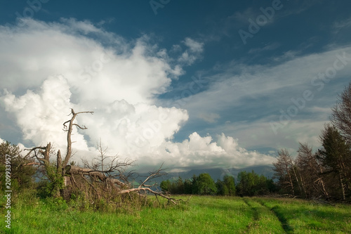 high-mountainous green meadow with an old fallen tree with a deep blue sky and thick white clouds