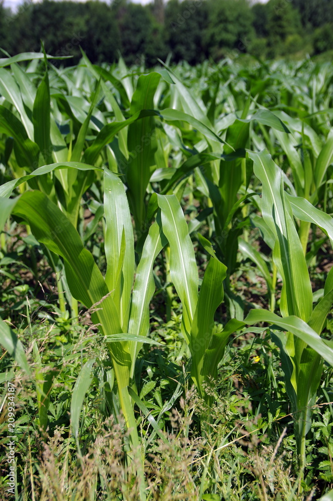 Obraz premium champ de maïs
