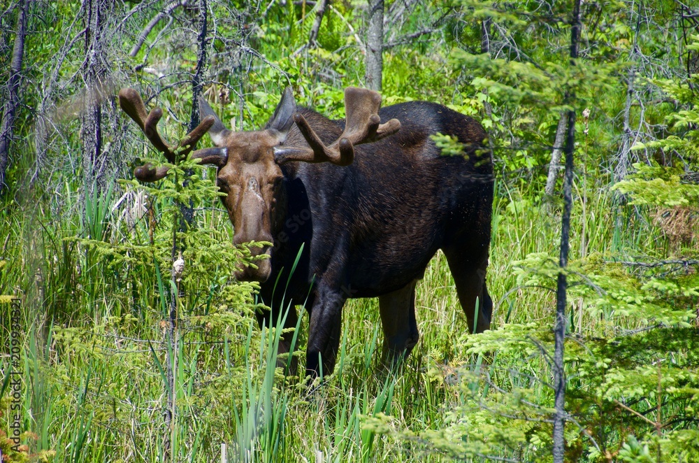 wildlife in Algonquin provincial park wildlife in Algonquin provincial park