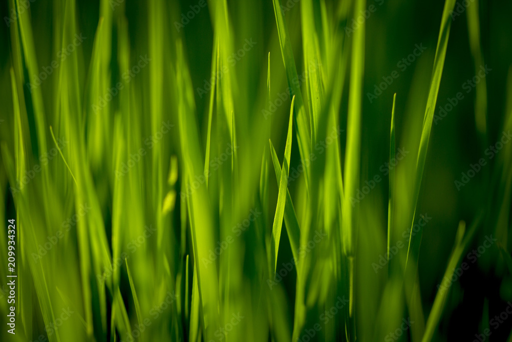Green grass texture. Element of design.