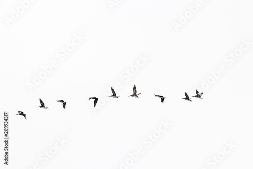 Obraz na plátne A flock of Pelicans flying with white sky background