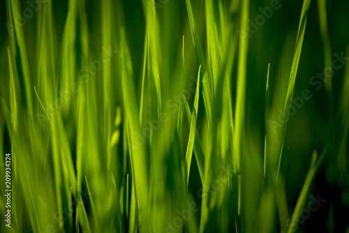 Green grass texture. Element of design.