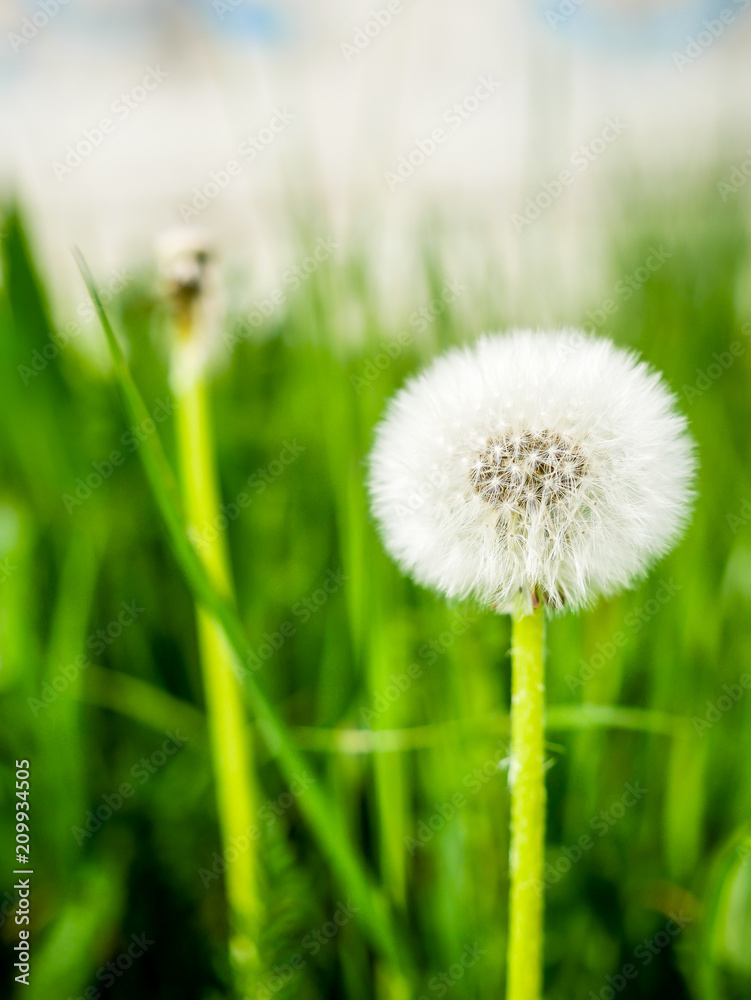 Fototapeta premium Dandelion in the green grass (Taraxacum)