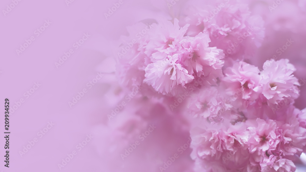 flowering branches of trees in spring. toned. place for text. flowers background