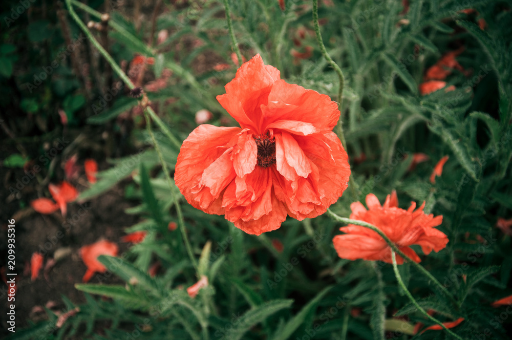 Fototapeta premium Decorative red poppy flower in the garden