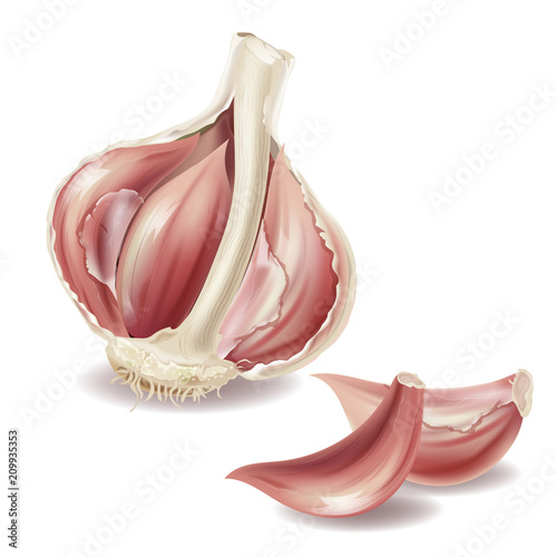 Vector 3d realistic garlic head, cloves - slice with lobule in shuck, peelings. Spicy condiment, organic vegetable isolated on white background. Fresh seasoning aroma plant.