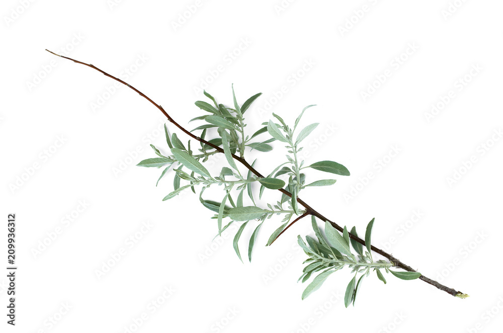 Collection of green plant leaves isolated on white background. Collection of green plant leaves isolated on white background.