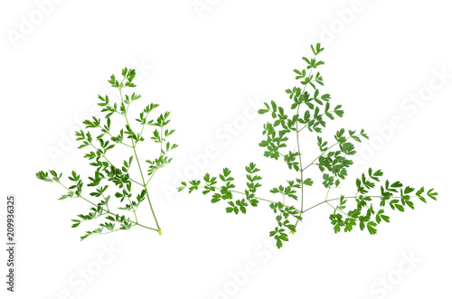 Collection of green plant leaves isolated on white background.