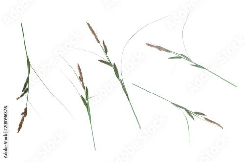 Cane plant  isolated on white background.