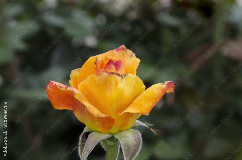 flower flower