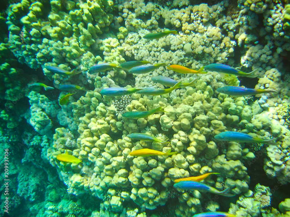 Small tropical fish shoal on coral reefs underwater world Small tropical fish shoal on coral reefs underwater world