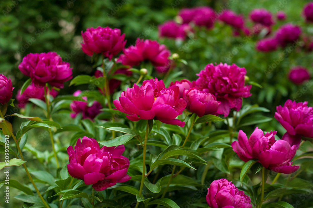 Red peonies in the garden. Blooming red peony. Red peonies in the garden. Blooming red peony.