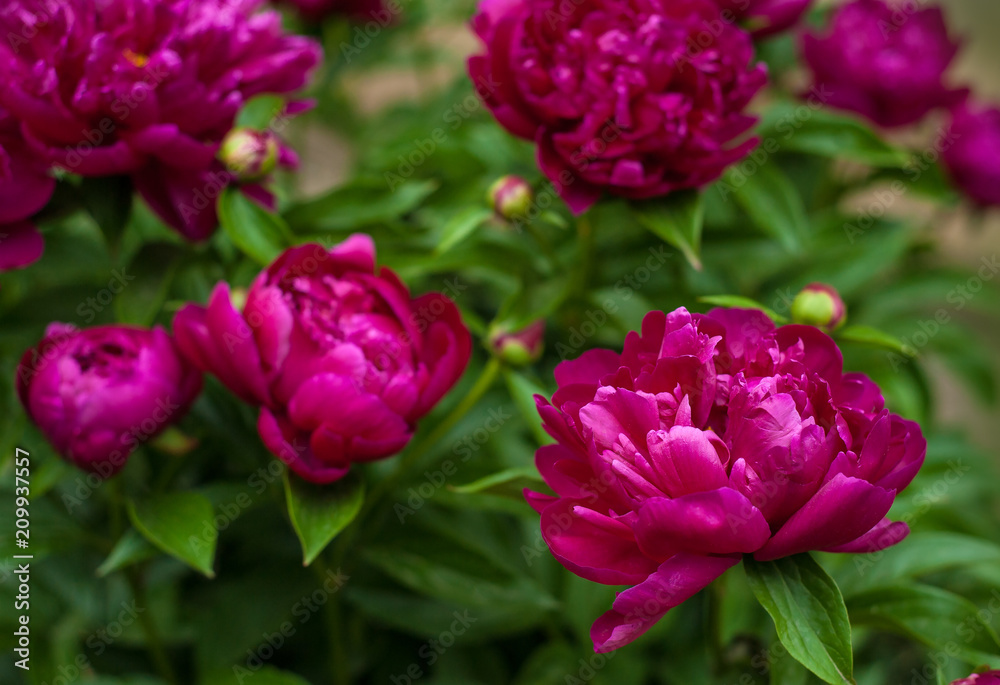 Red peonies in the garden. Blooming red peony. Red peonies in the garden. Blooming red peony.