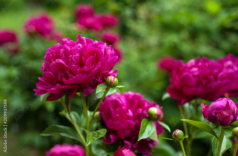 Red peonies in the garden. Blooming red peony. Red peonies in the garden. Blooming red peony.