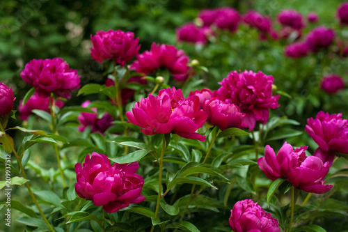 Red peonies in the garden. Blooming red peony.