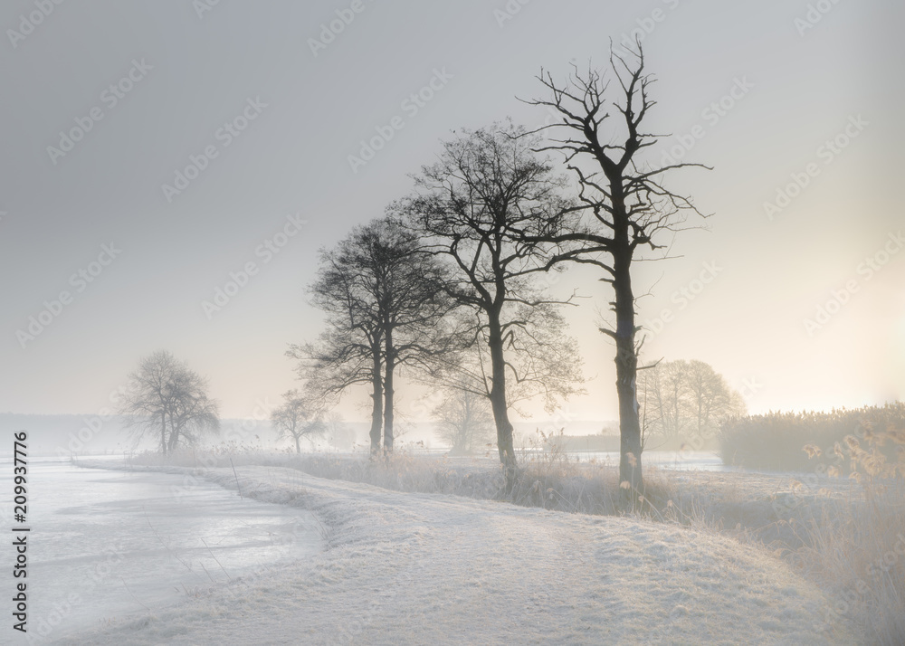 Fränkische Weiher - Baumreihe an einem Wintermorgen entlang eines Weges bei Frost und Dunst Fränkische Weiher - Baumreihe an einem Wintermorgen entlang eines Weges bei Frost und Dunst