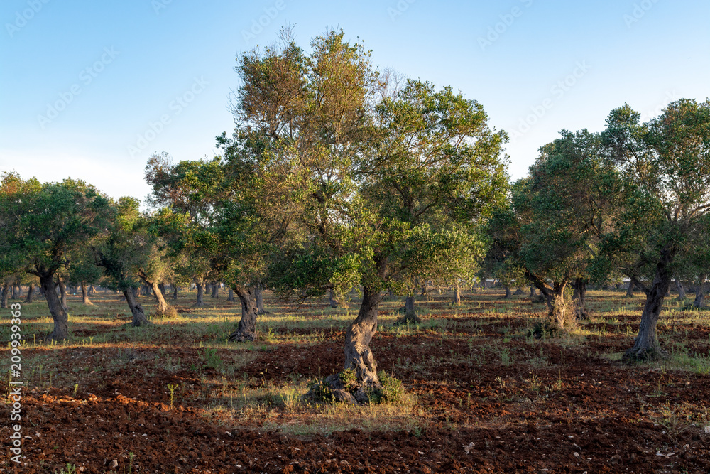 Old olive trees in Apulia, Italy, center of extra virgine olive oil production